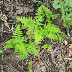 Athyrium yokoscense