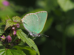Callophrys chalybeitincta
