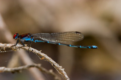 Argia cuprea