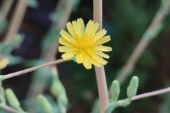 Lactuca virosa