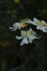 Thalictrum tuberosum