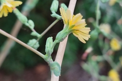 Lactuca virosa
