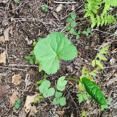 Ligularia splendens