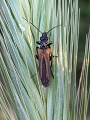 Oedemera simplex