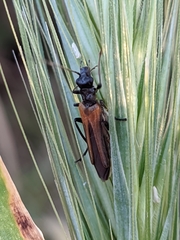 Oedemera simplex