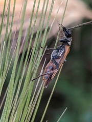 Oedemera simplex