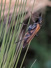Oedemera simplex