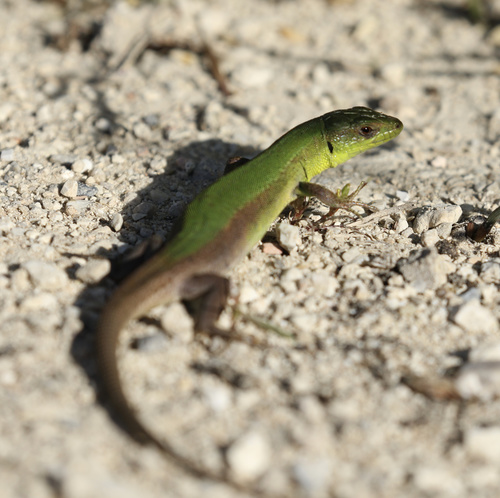 Ionian Wall Lizard, photo 2 of 10