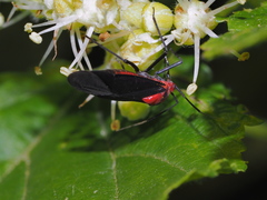 Capsodes bicolor