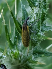 Epimeces