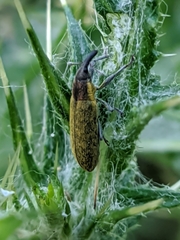 Epimeces