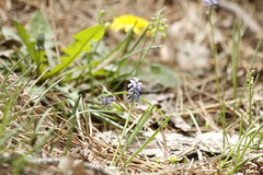 Muscari armeniacum