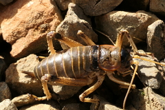 Deinacrida connectens