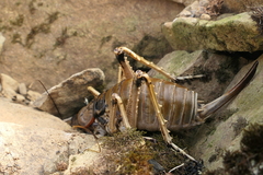 Deinacrida connectens