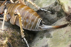 Deinacrida connectens