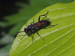 Macrophya blanda
