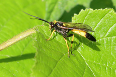 Ichneumon stramentor