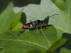 Agrothereutina