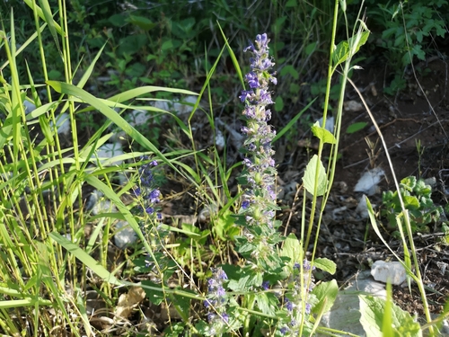 Ledinska ivica (Ajuga genevensis)