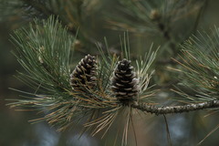 Pinus nigra