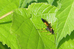 Ichneumon stramentor