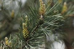 Pinus nigra
