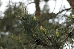 Pinus nigra