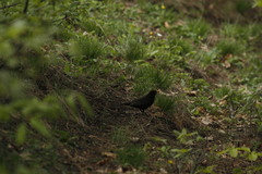 Turdus merula
