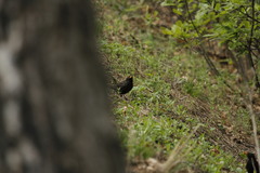 Turdus merula