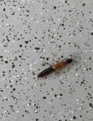 Xantholinus elegans