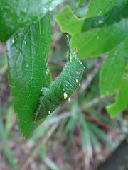 Hestina assimilis formosana