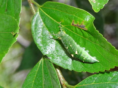 Hestina assimilis formosana