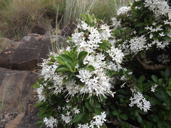 Pavetta capensis capensis