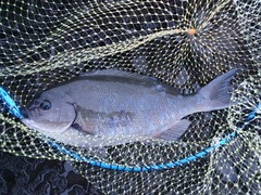 Blackedge Nibbler photo 1