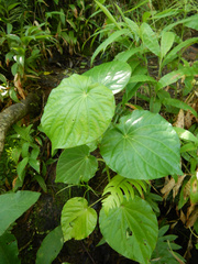 Piper latifolium