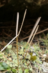 Cardamine dimidia