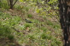 Turdus merula