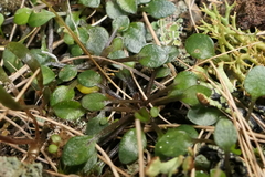 Cardamine dimidia