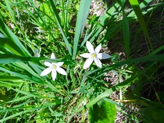Ornithogalum orthophyllum