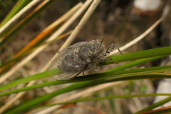 Maoricicada mangu multicostata