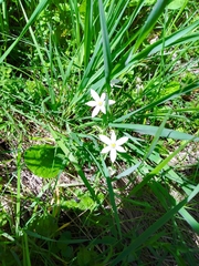 Ornithogalum orthophyllum