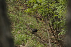 Turdus merula