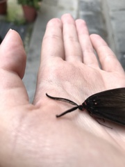 Histia flabellicornis