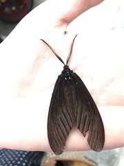 Histia flabellicornis