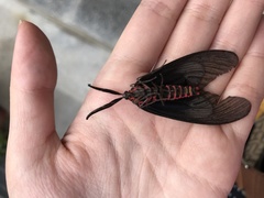 Histia flabellicornis