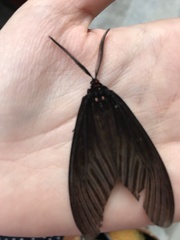 Histia flabellicornis