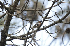 Fringilla coelebs