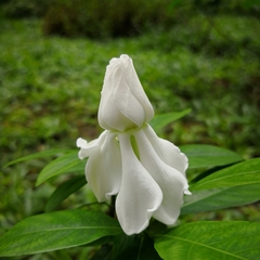 Gardenia jasminoides