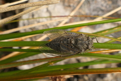 Maoricicada mangu multicostata
