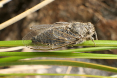 Maoricicada mangu multicostata